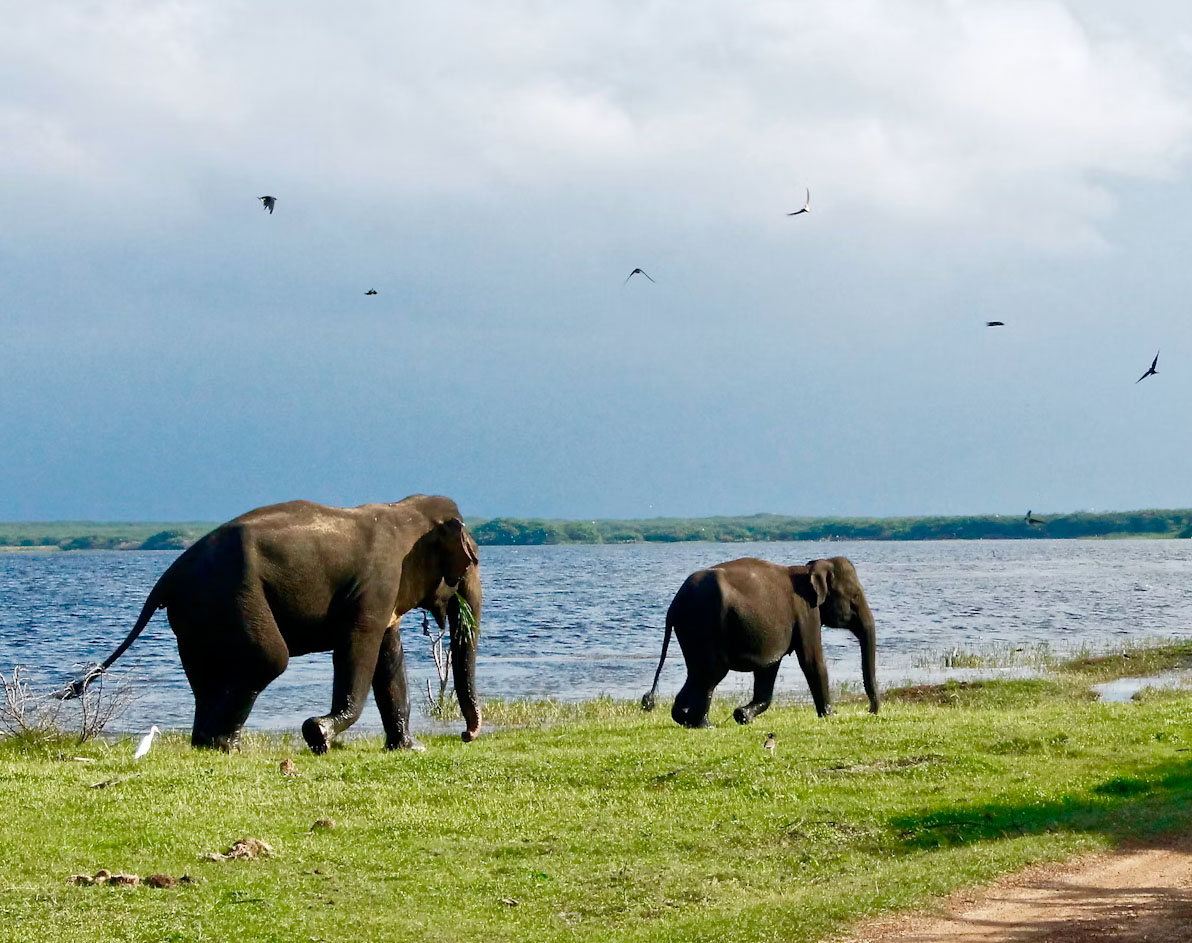 Elefantas junto a la orilla en Srilanka