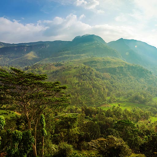 Bosque tropical en Srilanka